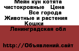 Мейн-кун котята чистокровные › Цена ­ 25 000 - Все города Животные и растения » Кошки   . Ленинградская обл.